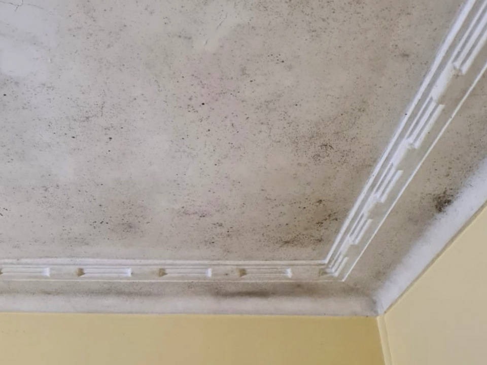 Zest_Property_Services_Maintenance - Termite Control - Hills District of Sydney