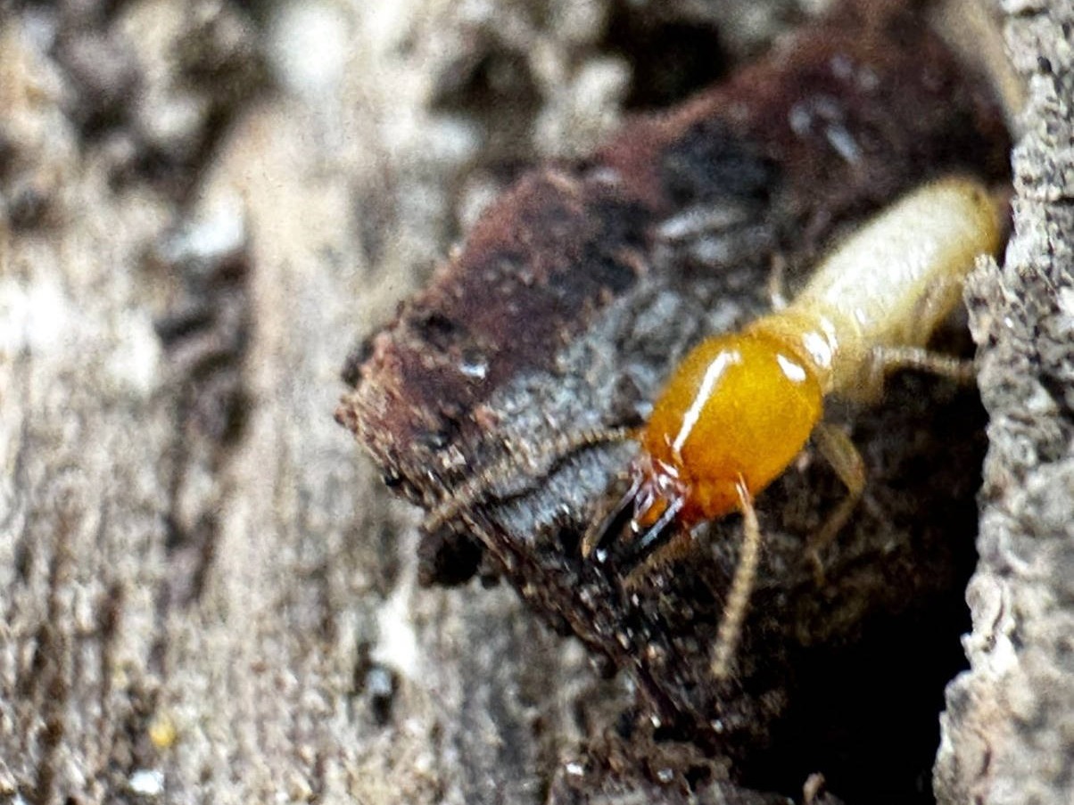 Zest_Property_Services_Maintenance - Termite Damage Repairs - Hills District of Sydney