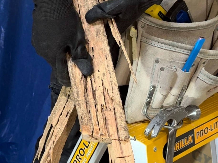 Zest_Property_Services_Maintenance - Termite Control - Hills District of Sydney