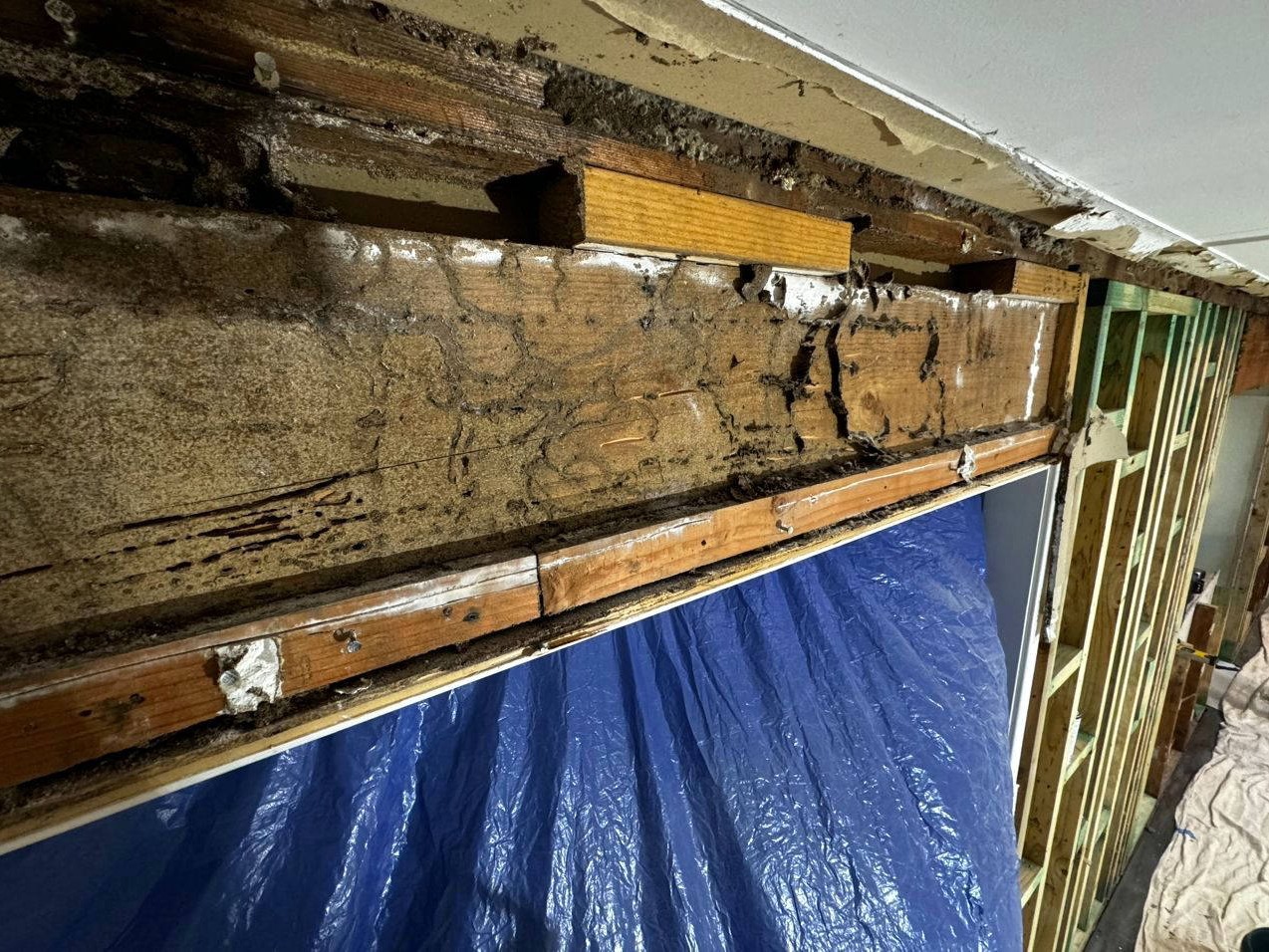 Zest_Property_Services_Maintenance - Termite Damage Repairs - Hills District of Sydney