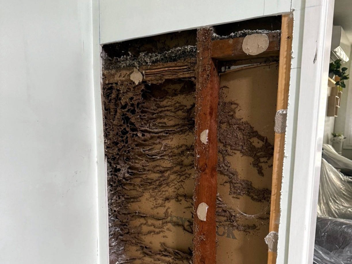 Zest_Property_Services_Maintenance - Termite Control - Hills District of Sydney